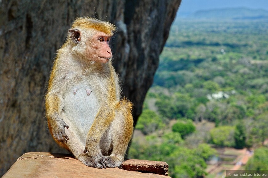 Цейлонский макак, Macaca sinica, Toque macaque