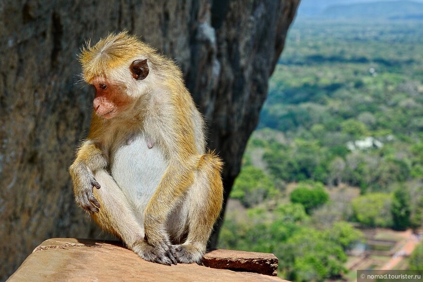 Цейлонский макак, Macaca sinica, Toque macaque