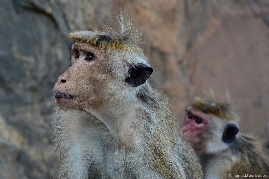 Цейлонский макак, Macaca sinica, Toque macaque