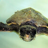 Морская черепаха из Центра по спасению морских черепах