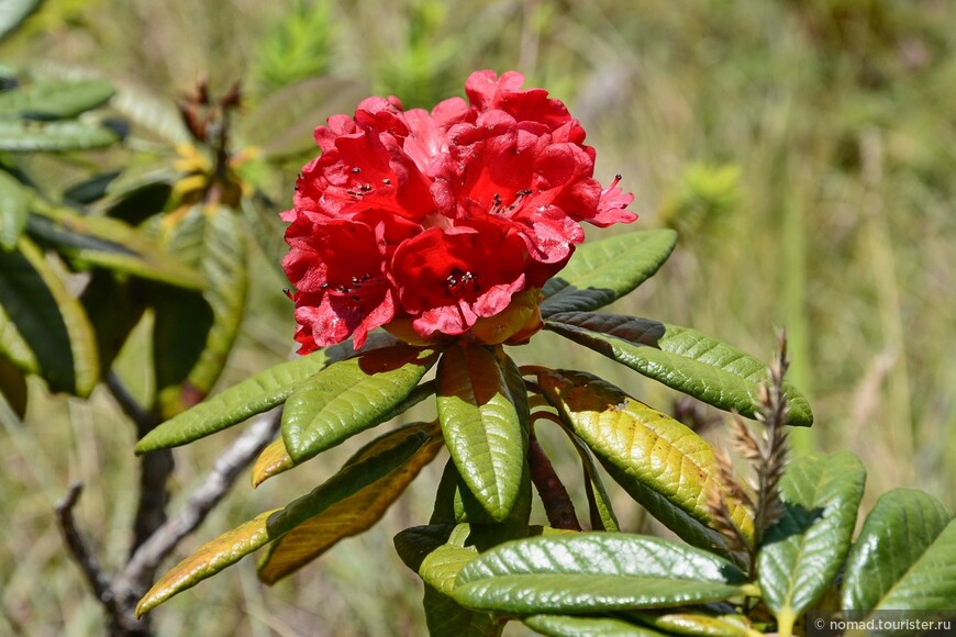 Рододендрон древесный, Rhododendron arboreum