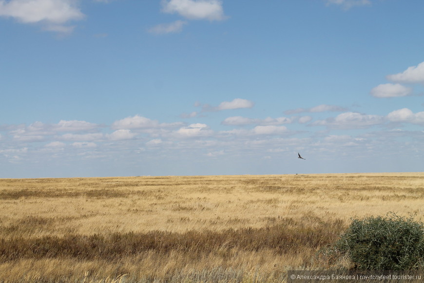 Коргалжынский заповедник (про фламинго, альбатросов и сурков)