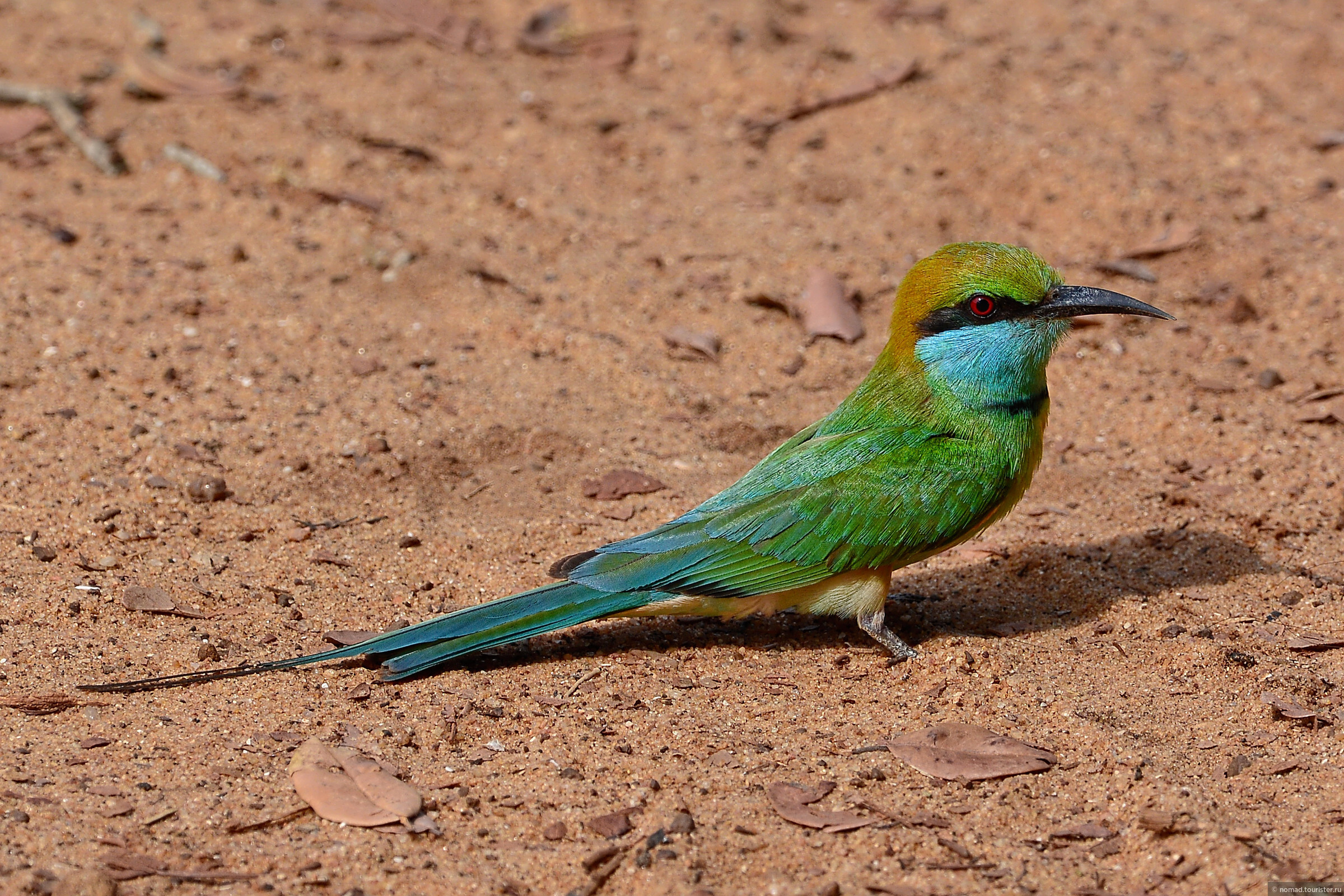 Птицы шри ланки. Птицы Коха Шри Ланка. Зеленая птица Шри Ланка. Шри Ланка зеленая маленькая птичка.