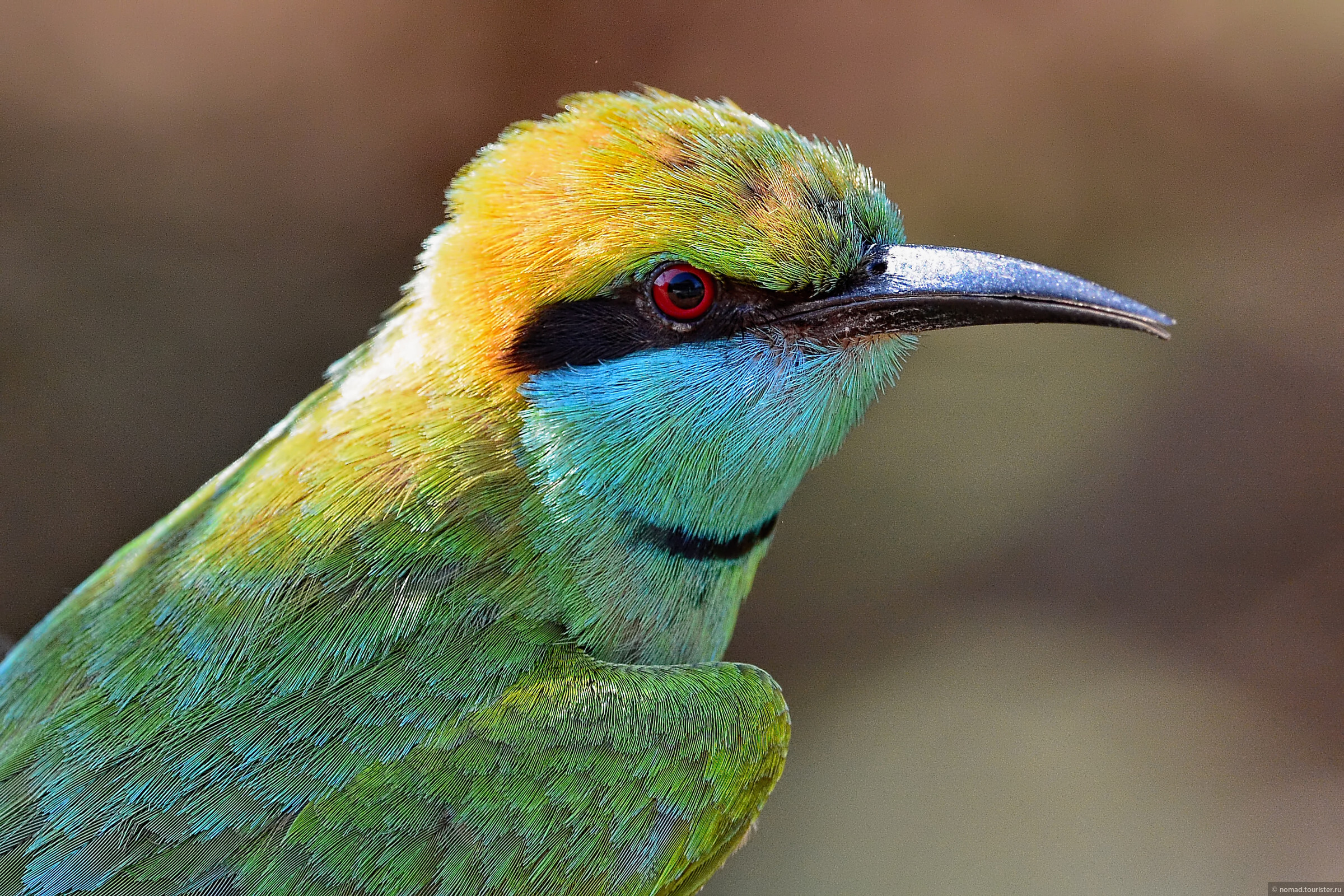 Птицы шри ланки. Зеленая птица Шри Ланка. Птицы Шри Ланки яркие. Птицы Шри Ланки фото.