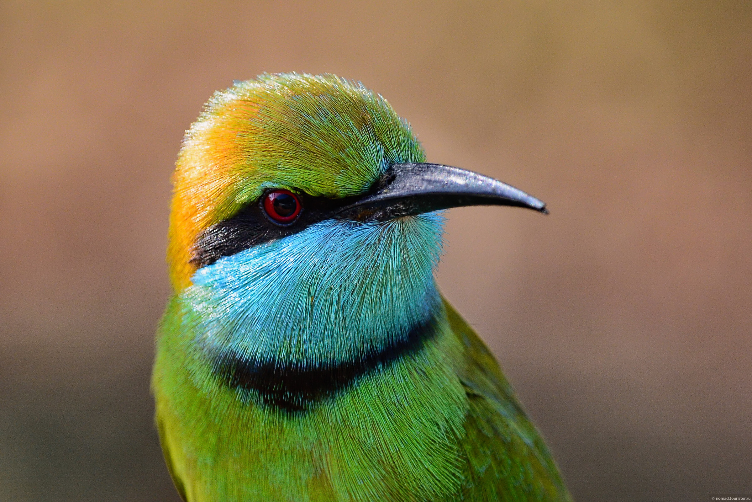 Птицы шри ланки. Малая зелёная щурка. Птичка зеленая Шри Ланки. Птицы Шри Ланки яркие.
