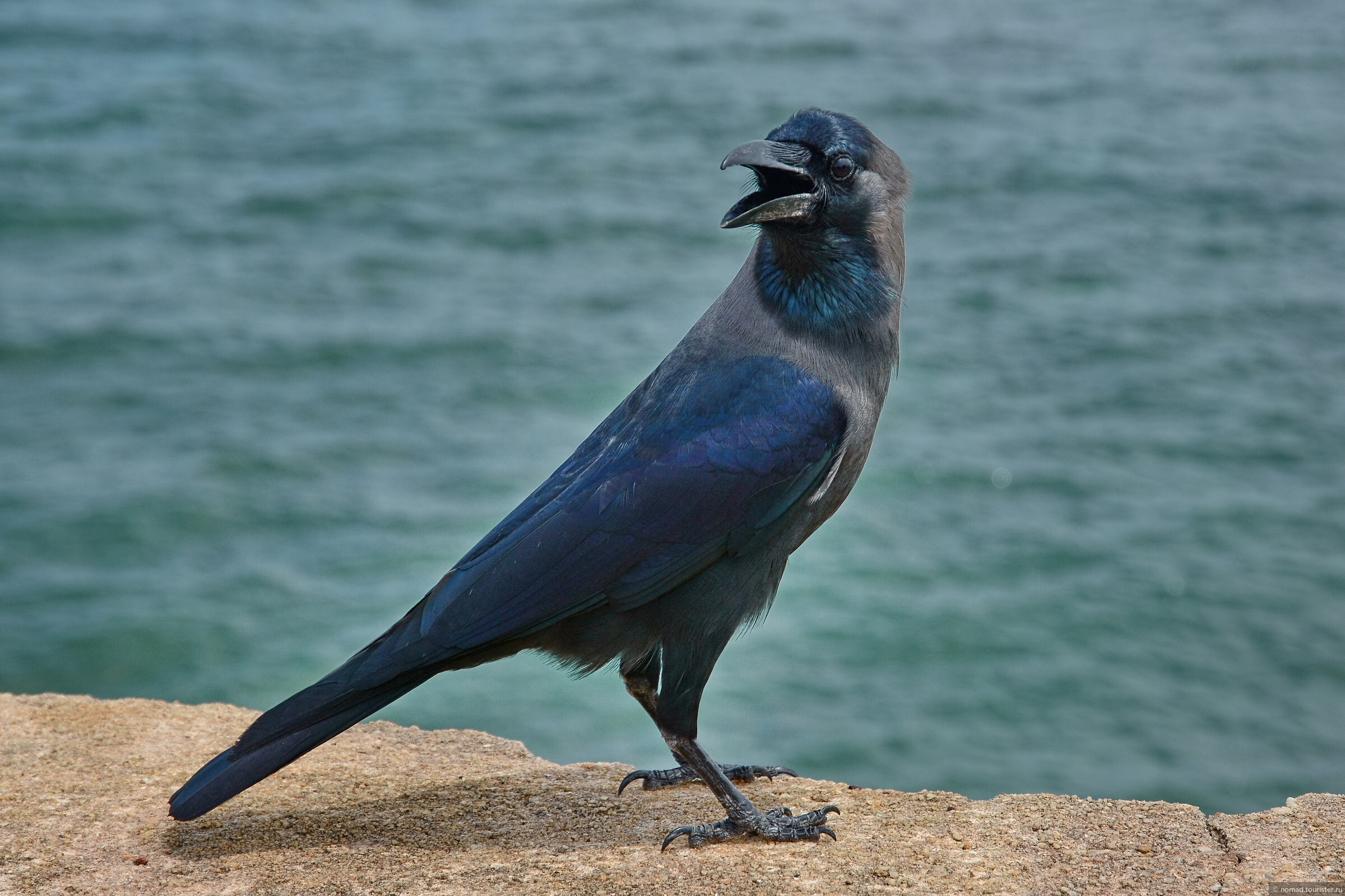 Птицы шри ланки. Ворон Шри Ланка. Птицы Шри Ланки синяя. Птички на Шри Ланка.