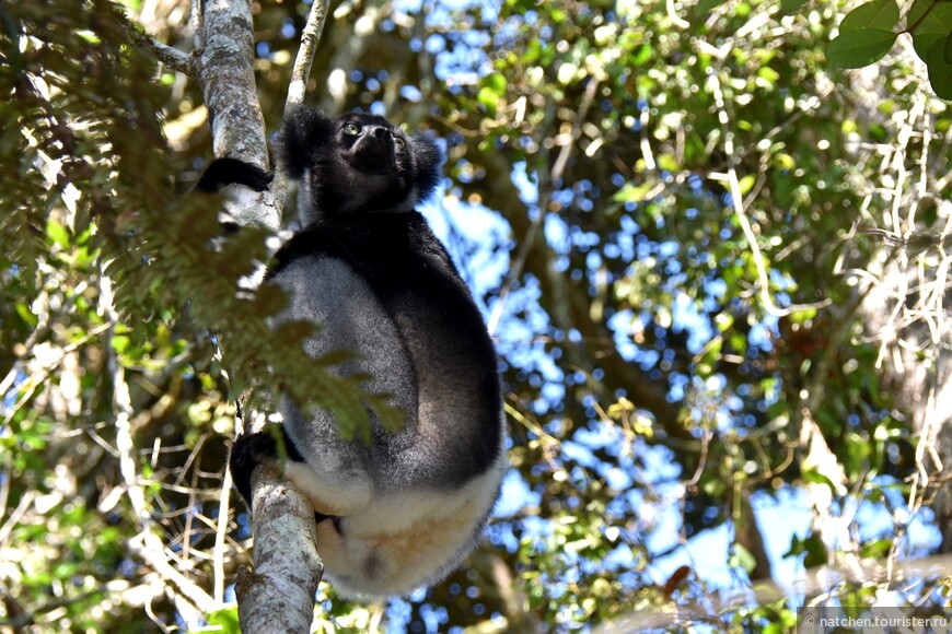 Национальный парк Андасибе  - рай для лемуров, Мадагаскар