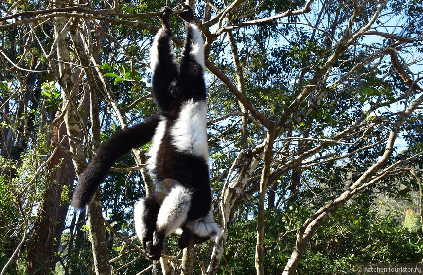 Национальный парк Андасибе  - рай для лемуров, Мадагаскар