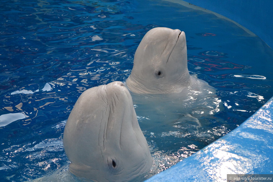 белые полярные дельфины