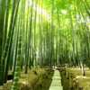 Бамбуковый лес при святилищи