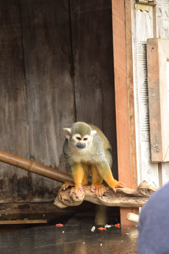 БеНиtrip. День 7 (ч.1) Мир Pairi Daiza: не простой зоопарк!