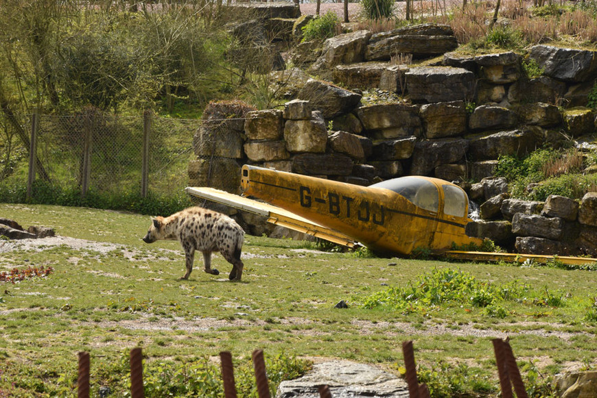 БеНиtrip. День 7 (ч.1) Мир Pairi Daiza: не простой зоопарк!