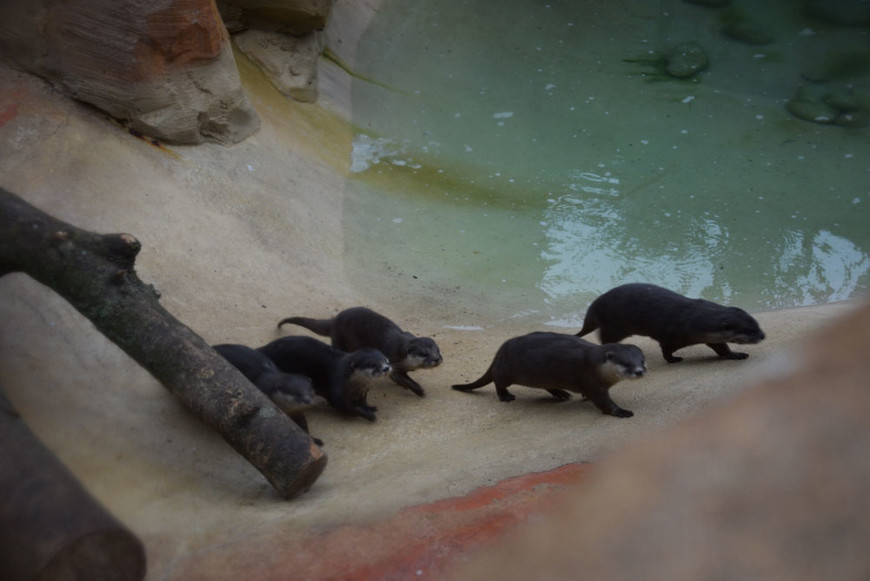 БеНиtrip. День 7 (ч.1) Мир Pairi Daiza: не простой зоопарк!