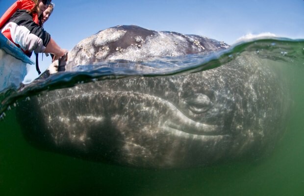 Китовое сафари — еще одна причина посетить Калифорнию
