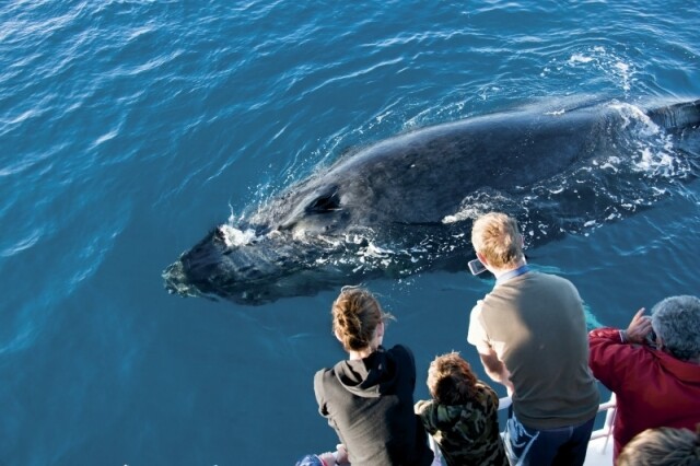 Китовое сафари — еще одна причина посетить Калифорнию