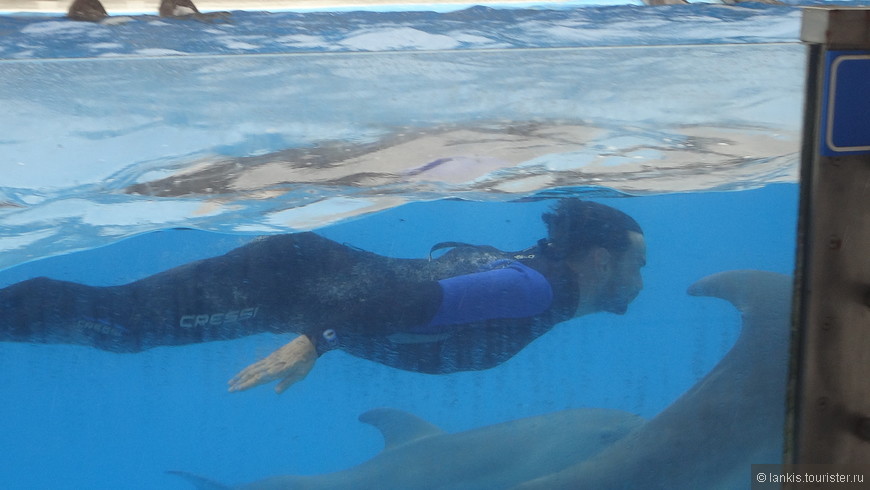 Потрясающие дельфинчики