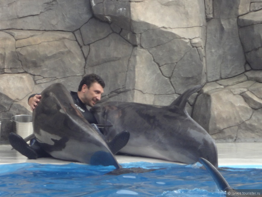 Потрясающие дельфинчики