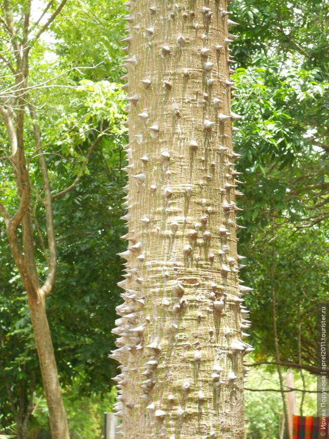 Священное дерево - сейба в Чичен-Ице