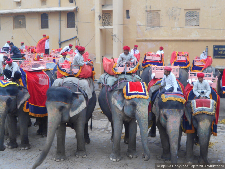 Слоны у Янтарного форта