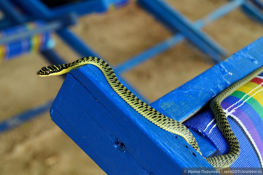 Райская древесная змея на пляже у отеля Викинг