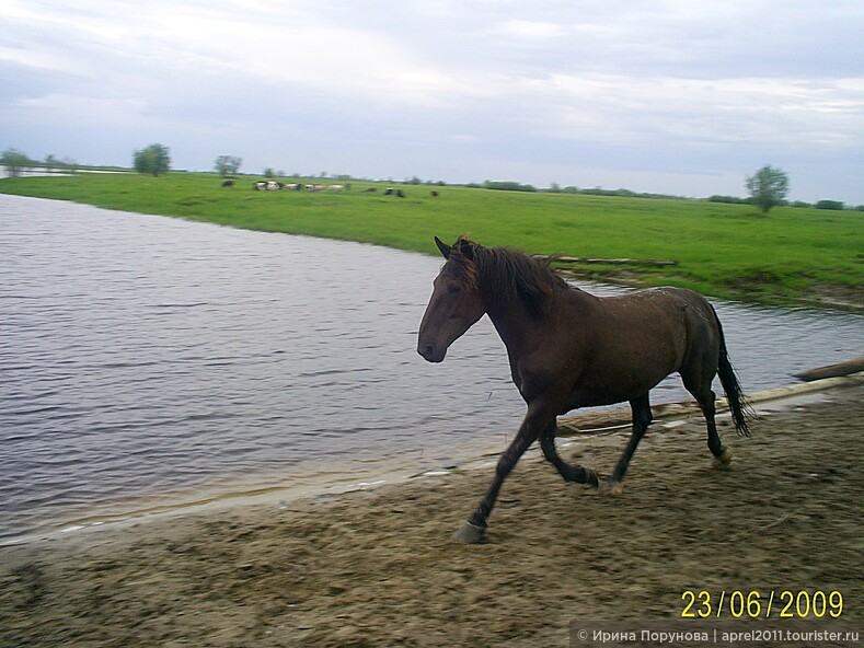 И только лошади летать умеют чудно... Недалеко от посёлка Пойковский