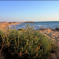 Очень люблю дюны. На побережье вокруг Хайфы есть и нетронутые. А эти совсем захоженные. Но песочек очень приятный!