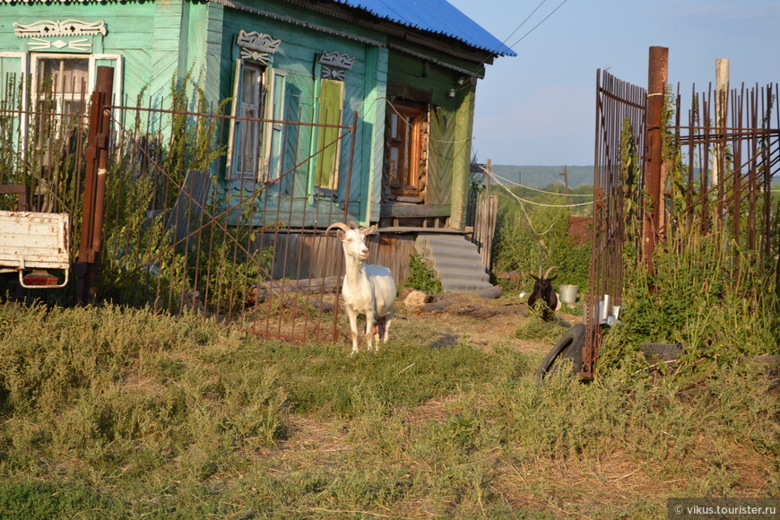 По национальному парку «Самарская Лука», или бешеной собаке семь верст не крюк