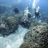 Красота подводного мира, которая открывается только во время дайвинга в Чили