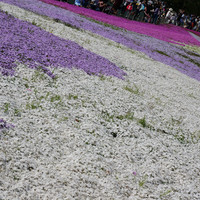 Fuji Shibazakura Festival