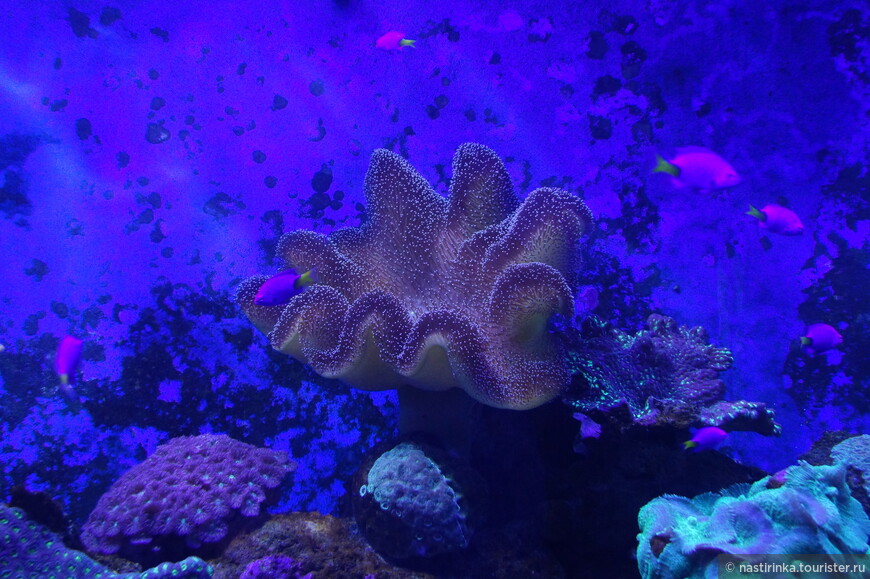 Коралл