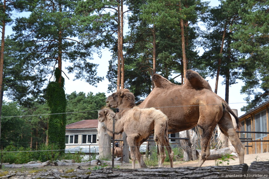 Рижский зоопарк