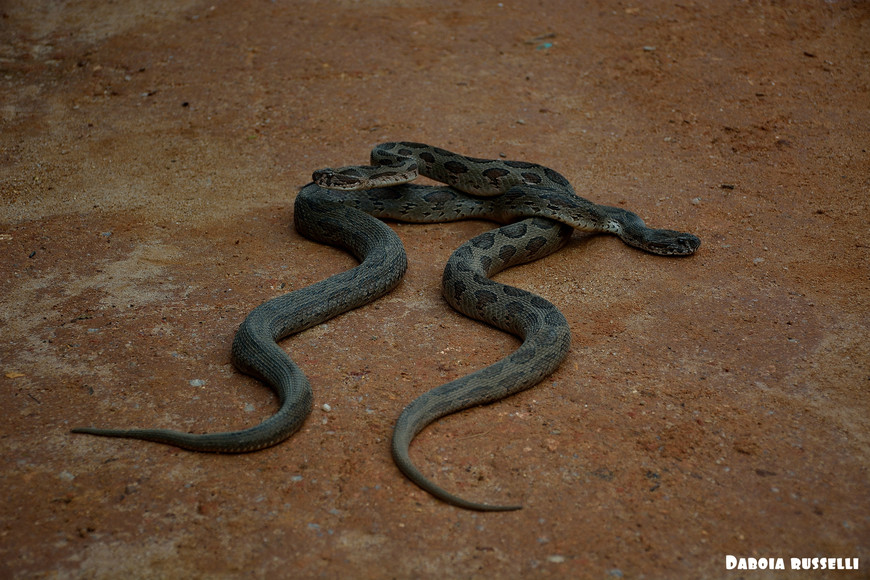 Змеиная ферма на южном побережье Шри-Ланки.