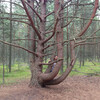 удивительный, сказочный лес Куршской косы
