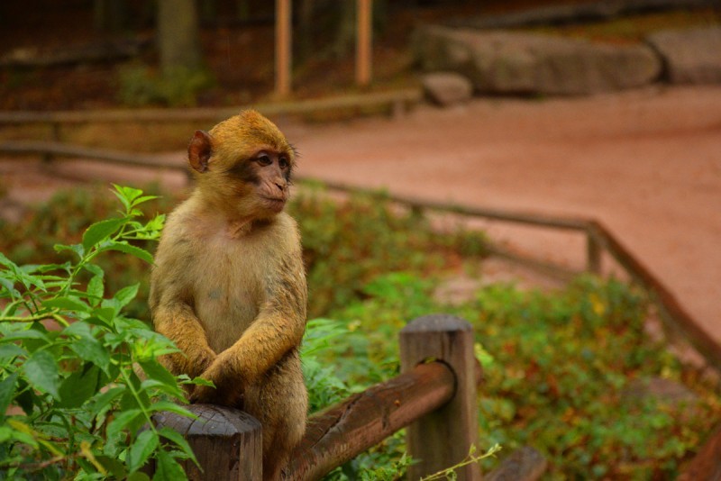 Осенний марафон. День 5 (ч.1). Гора обезьян (Montagne des Singes)