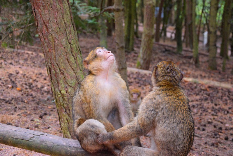 Осенний марафон. День 5 (ч.1). Гора обезьян (Montagne des Singes)