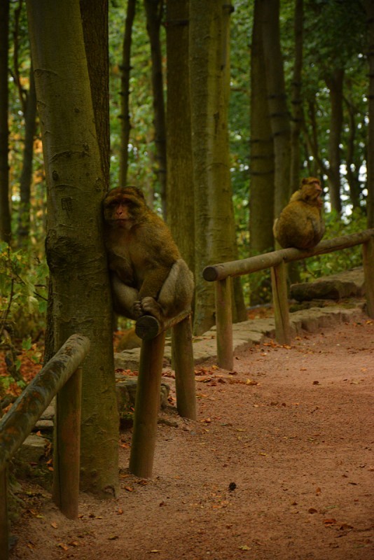 Осенний марафон. День 5 (ч.1). Гора обезьян (Montagne des Singes)