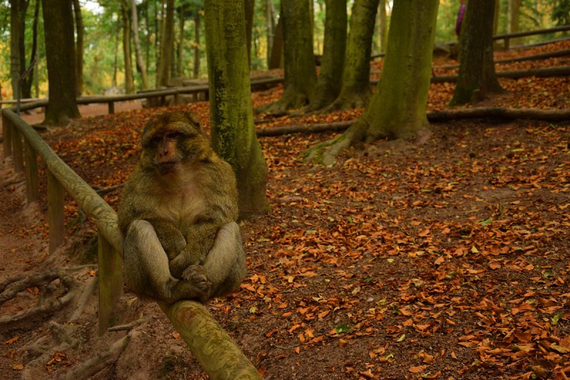 Осенний марафон. День 5 (ч.1). Гора обезьян (Montagne des Singes)