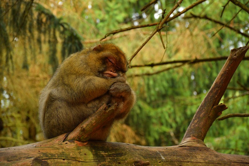 Осенний марафон. День 5 (ч.1). Гора обезьян (Montagne des Singes)