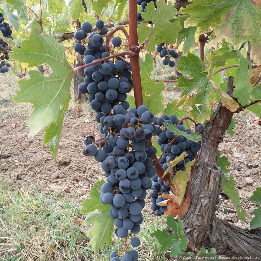 И снова Крым...Осенний Бахчисарай, сбор винограда в Alma Valley, виноград и винодельни, удивительный Партенит и Новый Свет