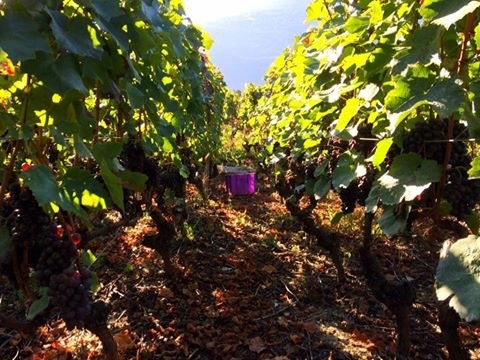 Урожай винограда в Швейцарии