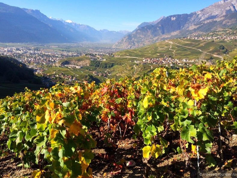 Урожай винограда в Швейцарии