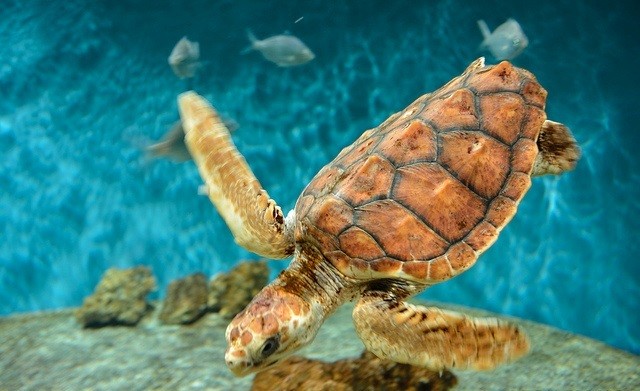 Monterey Bay Aquarium