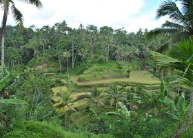 Рисовые плантации на Бали - 2011