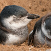 птенцы пингвинов магеллана в гнезде