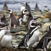 пингвины магеллана на берегу острова Магдалена