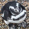 магелланов пингвин - птица любознательная