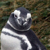 красавец пингвин магеллана