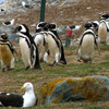 пингвины вдоль отведенной для туристов дорожки на острове Магдалена