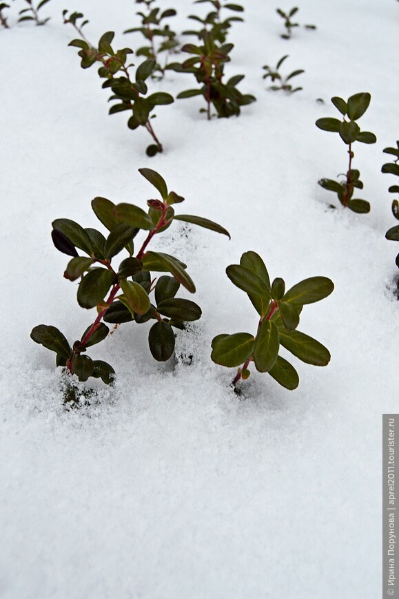 Вечнозелёные кустики брусники в снегу