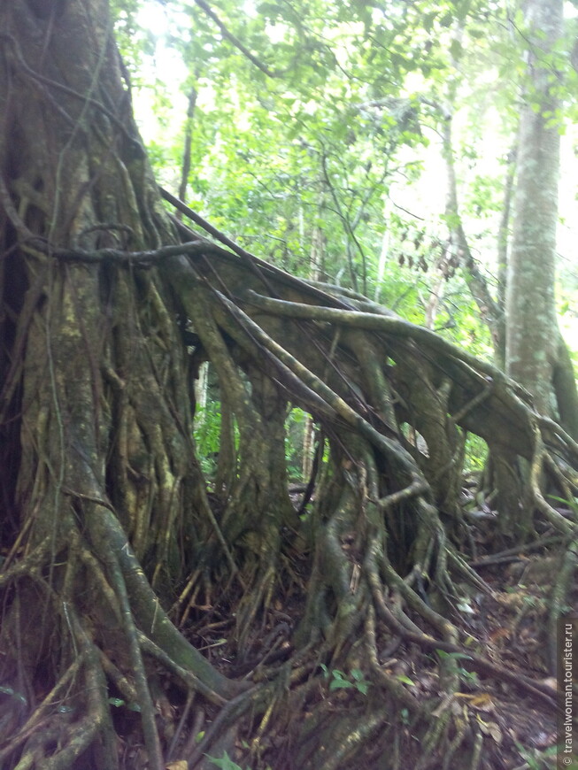 Национальный парк Гуанаяра — сердце кубинской природы и красоты